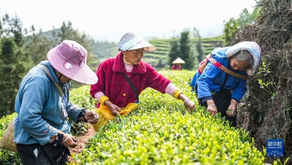 貴州：明前茶 採摘忙