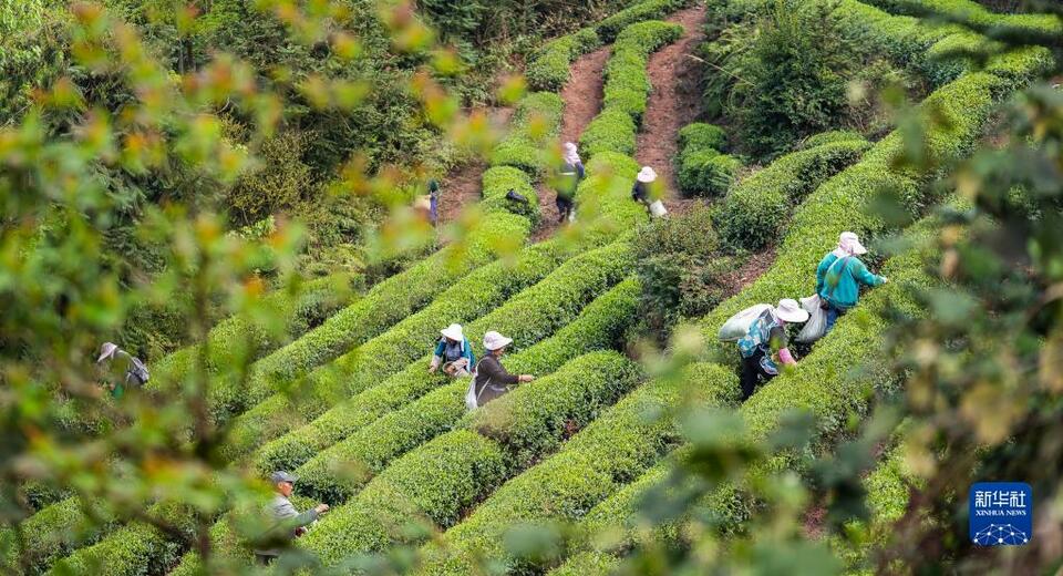 貴州：明前茶 採摘忙