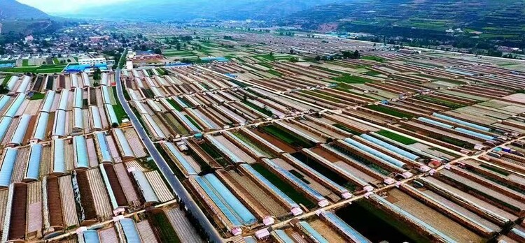 【天水】天水武山：多維發力 大力建設現代化蔬菜生産強縣_fororder_1