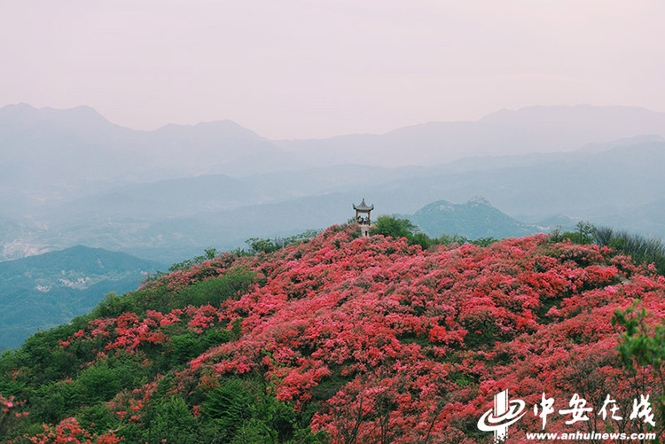 六安太平山：萬畝野生杜鵑花海“帶紅”鄉村遊_fororder_W020230419809425668594