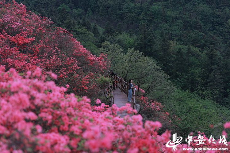 六安太平山：萬畝野生杜鵑花海“帶紅”鄉村遊_fororder_W020230419809425381654