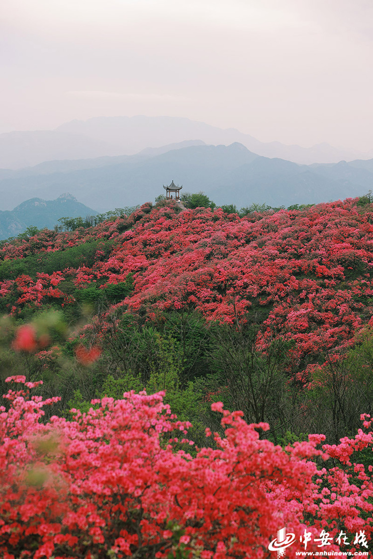 六安太平山：萬畝野生杜鵑花海“帶紅”鄉村遊_fororder_W020230419809425053819