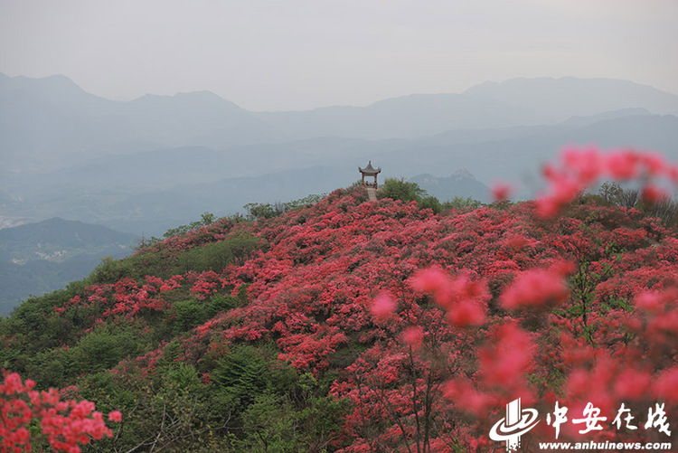 六安太平山：萬畝野生杜鵑花海“帶紅”鄉村遊_fororder_W020230419809426955741