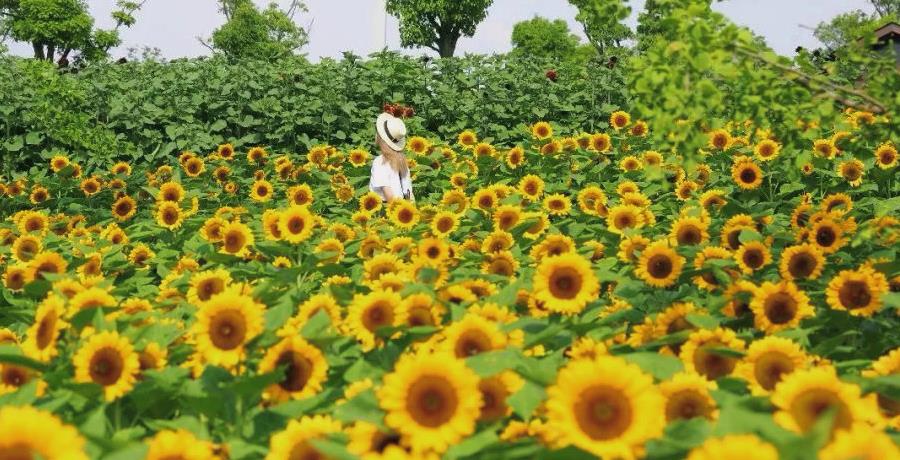 有一種叫雲南的生活 | “五一”體驗紅河彌勒“太平湖”_fororder_1