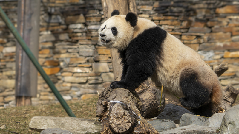 Cute and Lovable Panda