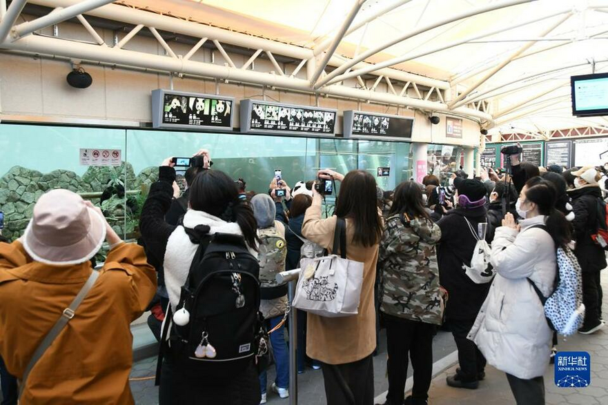 Japanese Panda Fans Bid Farewell to Giant Pandas Yong Ming, Ying Bang and Tao Bang_fororder_圖片5