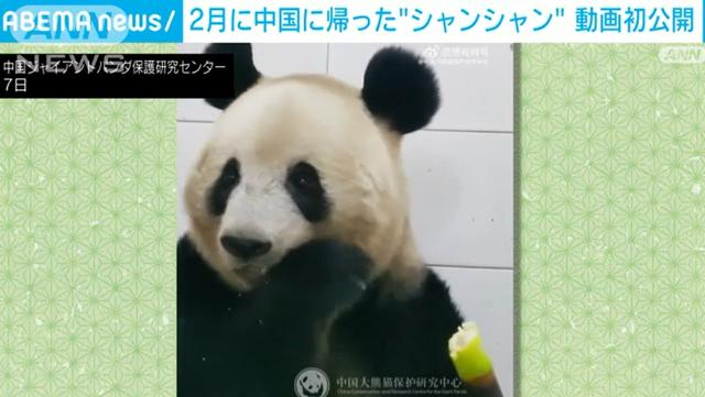 旅日大熊貓"香香"飛抵成都The Giant Panda Xiang Xiang Arrived in Chengdu_fororder_圖片11