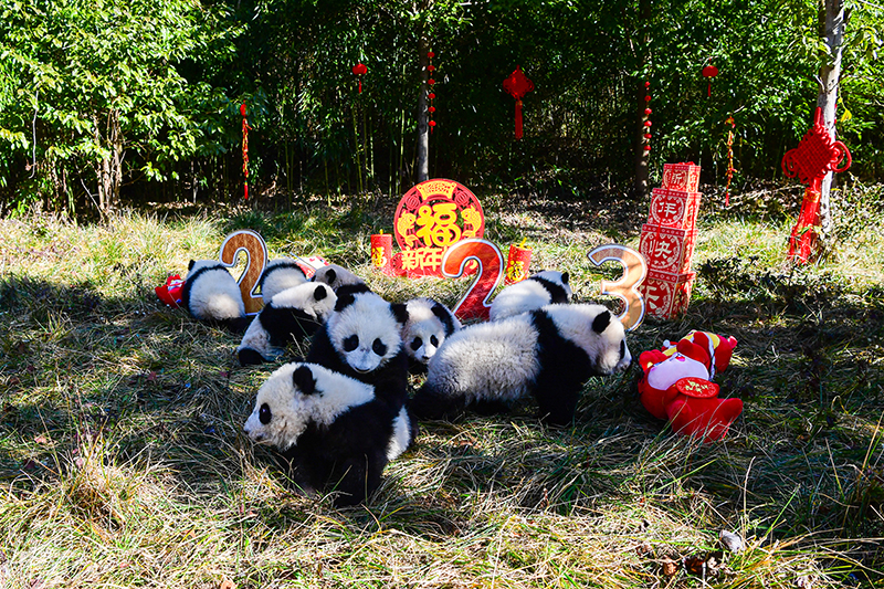 中國大熊貓保護研究中心2022級熊貓寶寶首次亮相  Panda Cubs of Class 2022 at China Conservation and Research Center for the Giant Panda Made Their Debut_fororder_圖片17