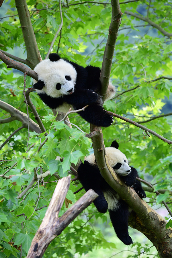 中國大熊貓保護研究中心2022級熊貓寶寶首次亮相  Panda Cubs of Class 2022 at China Conservation and Research Center for the Giant Panda Made Their Debut_fororder_圖片21