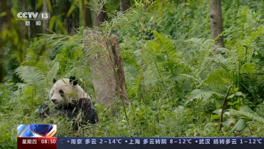 中國大熊貓保護研究中心：為大熊貓國家公園建設提供科技支撐  China Conservation and Research Center for Giant Panda: Providing Scientific and Technological Support for Construction of Giant Panda National Park_fororder_圖片24