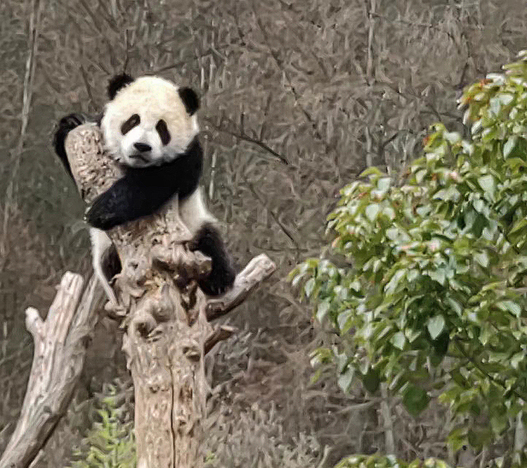 著名熊貓畫家劉中認養大熊貓"中中" Famous Panda Artist Liu Zhong Adopts Giant Panda “Zhong Zhong”_fororder_圖片2