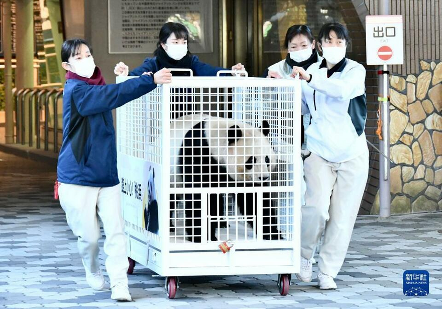 Japanese Panda Fans Bid Farewell to Giant Pandas Yong Ming, Ying Bang and Tao Bang_fororder_圖片6