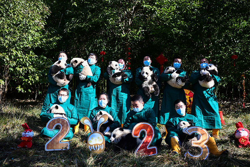 中國大熊貓保護研究中心2022級熊貓寶寶首次亮相  Panda Cubs of Class 2022 at China Conservation and Research Center for the Giant Panda Made Their Debut_fororder_圖片16