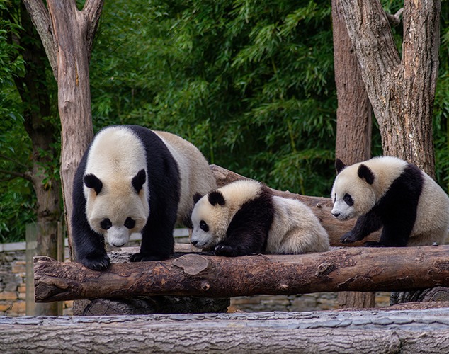 西華師大大熊貓團隊研究成果在Science Advances在線發表 The Research Findings of the Giant Panda Research Team at CWNU are Published Online in Science Advances