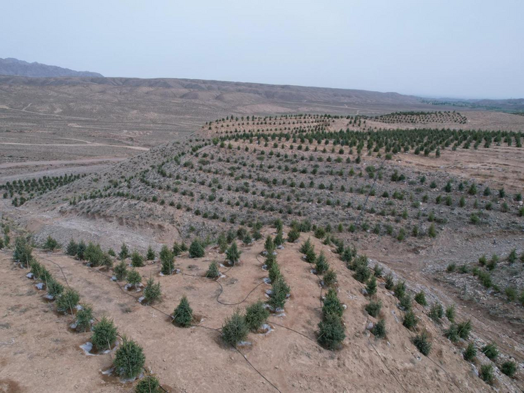 【未審核】【原創】武威市涼州區：強化林木管護 提高苗木成活率_fororder_11