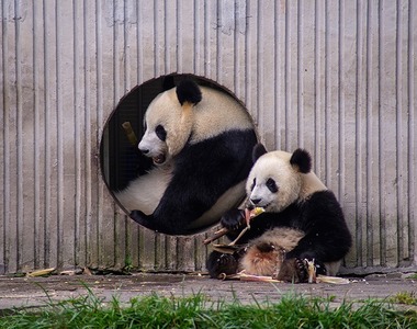 The giant panda research team of China West Normal University made new progress in panda conservation_fororder_微生態-熊貓故事