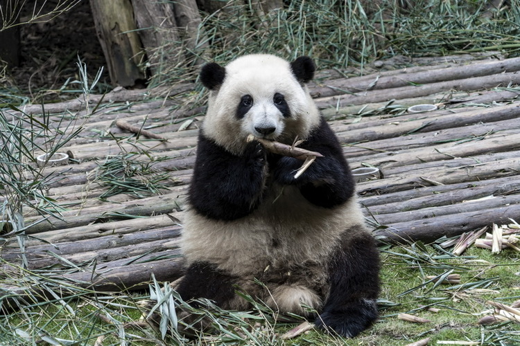 Does giant pandas eat meat?_fororder_大熊貓吃肉嗎