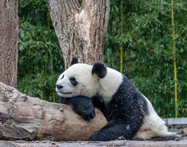 Biological Conservation 發表西華師大關於“野外大熊貓微生境”最新研究成果 China West Normal University published the latest research results on "Wild Giant Panda Microhabitat"