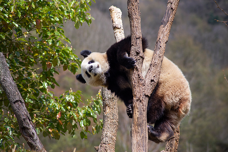 Does giant pandas bite people?_fororder_大熊貓咬人嗎