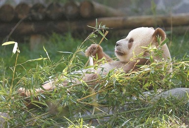 Why do brown pandas appear?