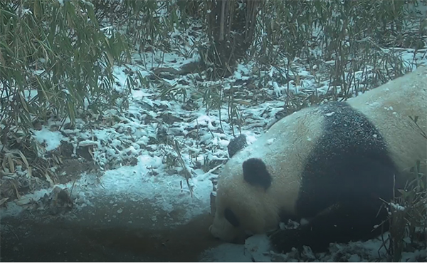 Infrared Camera Captured images of Wild Giant Pandas Drinking Water and Foraging in Dayi, Chengdu, Sichuan Province_fororder_熊貓1