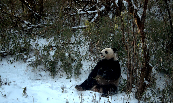 Infrared Camera Captured images of Wild Giant Pandas Drinking Water and Foraging in Dayi, Chengdu, Sichuan Province_fororder_熊貓2