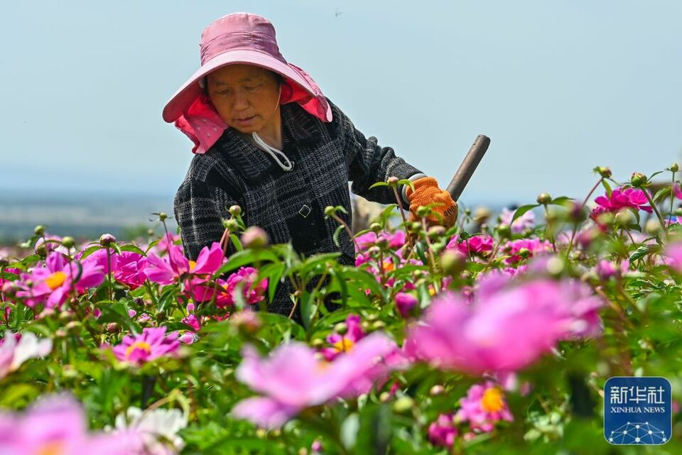 追著花兒看新疆|新疆伊犁：花經濟成致富新産業 賦能“香”村振興