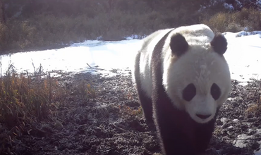 Chengdu, Sichuan: Wild Animals Love to Take Selfies_fororder_圖片1