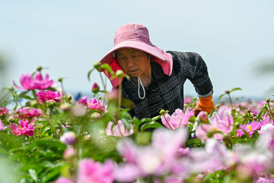 追著花兒看新疆|幸福像花兒一樣——新疆“花經濟”帶動群眾致富