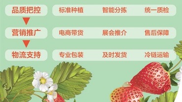 遼寧東港産供銷全過程培育農業品牌——小草莓名氣大