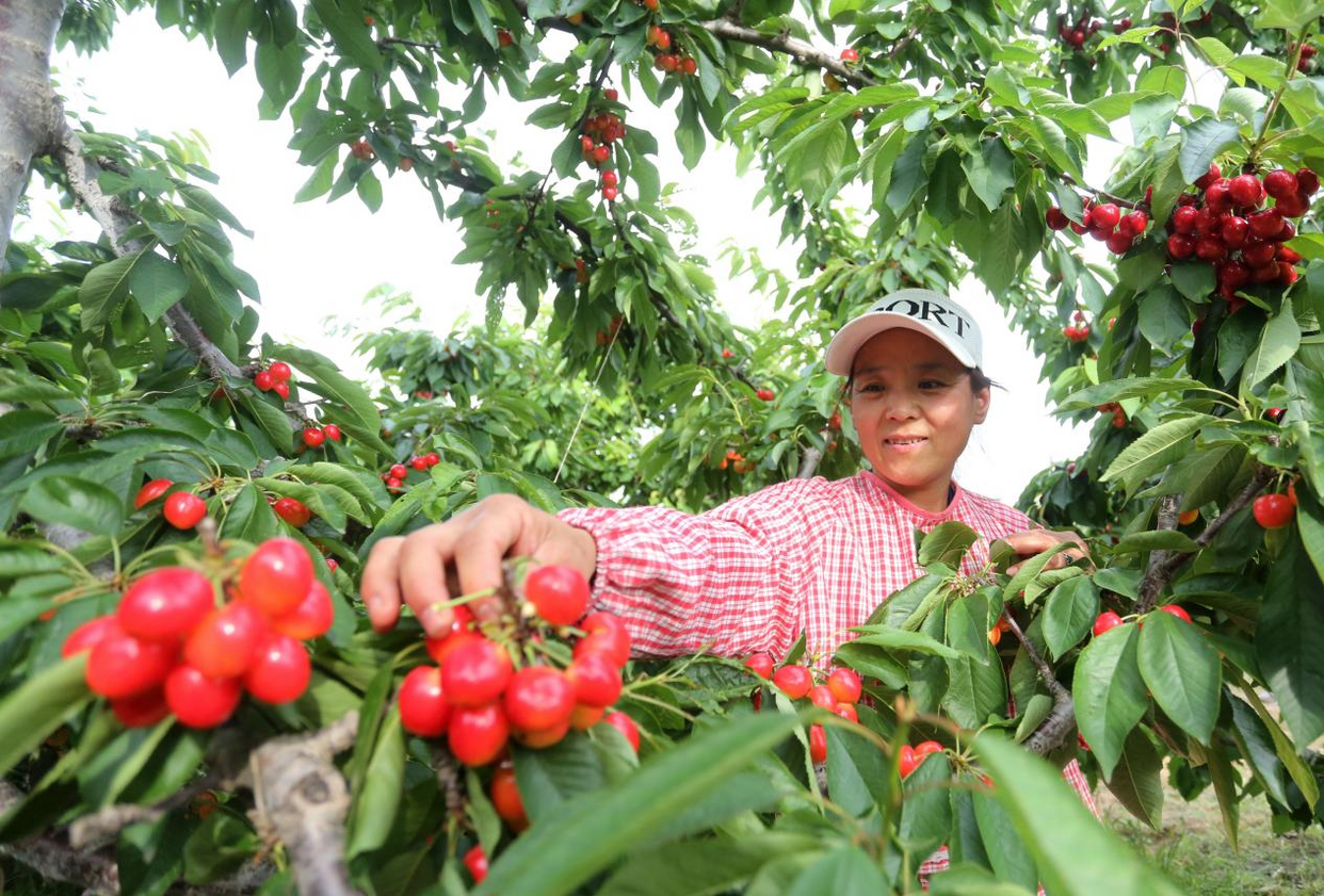 Récolte abondante des fruits à Weinan, dans la province du Shaanxi_fororder_圖片5