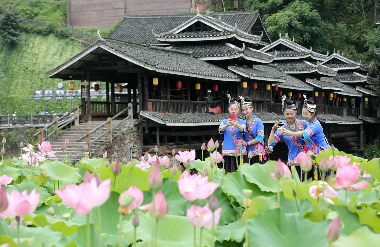 Lotus Flowers in Full Bloom in Sanjiang Dong Autonomous County, Guangxi_fororder_T2