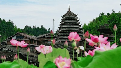 Lotus Flowers in Full Bloom in Sanjiang Dong Autonomous County, Guangxi