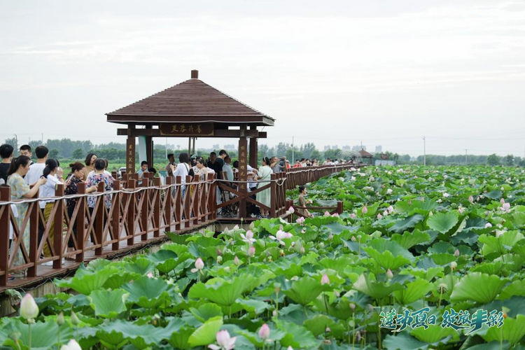 蓮動夏日 綻放豐彩 第七屆豐樂荷花節啟幕_fororder_圖片15