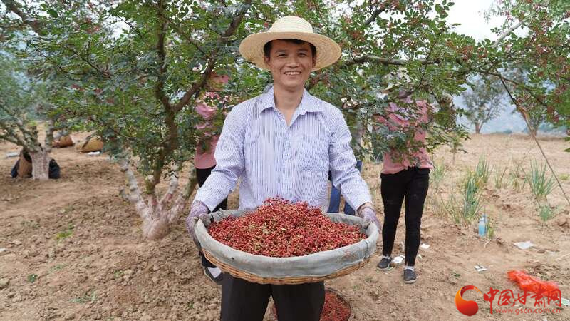 隴南：武都花椒産銷對接會開幕