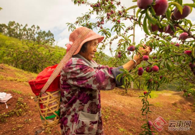 雲南牟定：千畝“江紅李”喜獲豐收