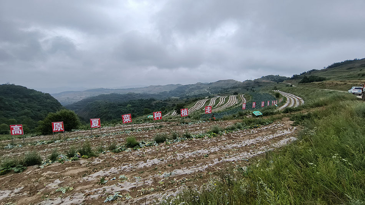 天水秦州：田間地頭見秋收 沃野田疇繪“豐”景_fororder_圖片1