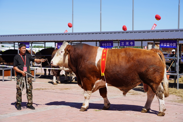 首屆中國（2023•內蒙古）牛交易大會在興安盟科右中旗開幕_fororder_獲獎種牛。（攝影：梁永峰）.JPG