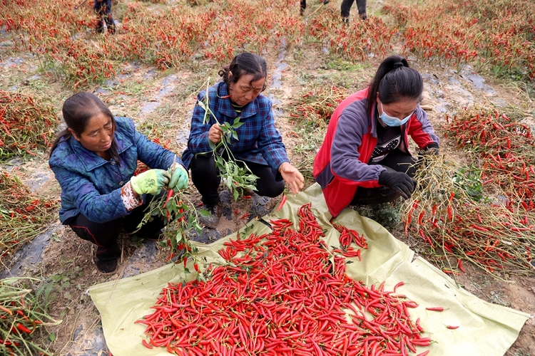 天水清水：朝天辣椒採摘忙 火紅産業助振興_fororder_圖片22