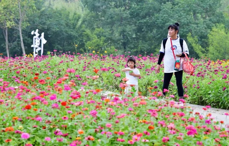 合肥蜀山：四季花海26000平方米百日草花盛開_fororder_微信圖片_20230928104734