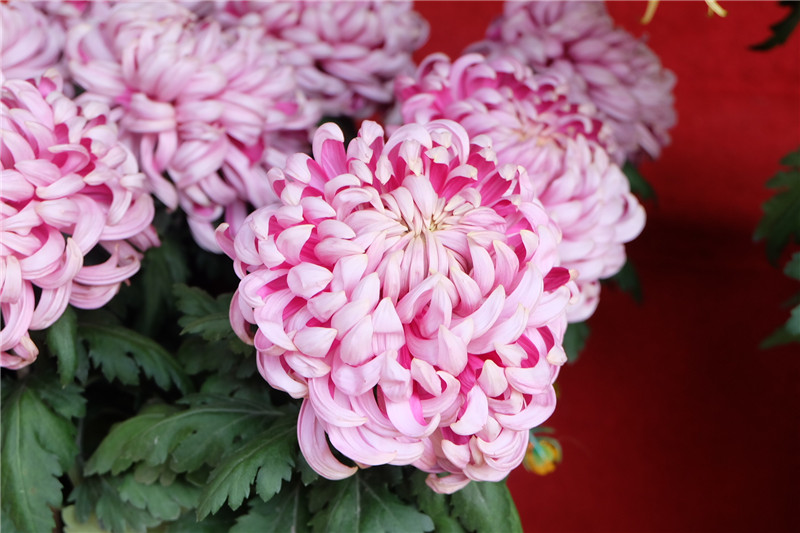 41st Chrysanthemum Culture Festival in Kaifeng to be Held_fororder_圖片20