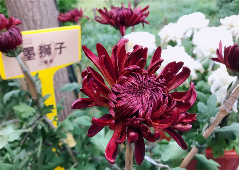 41st Chrysanthemum Culture Festival in Kaifeng to be Held_fororder_圖片21