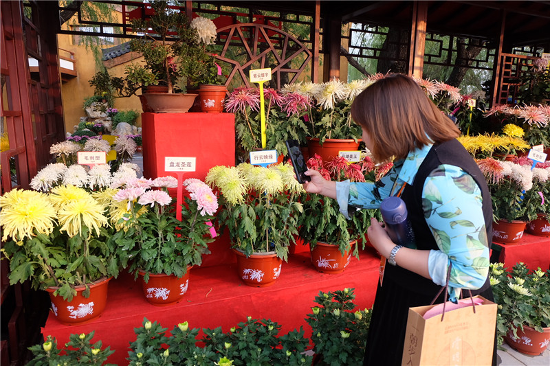 41st Chrysanthemum Culture Festival in Kaifeng to be Held_fororder_圖片22