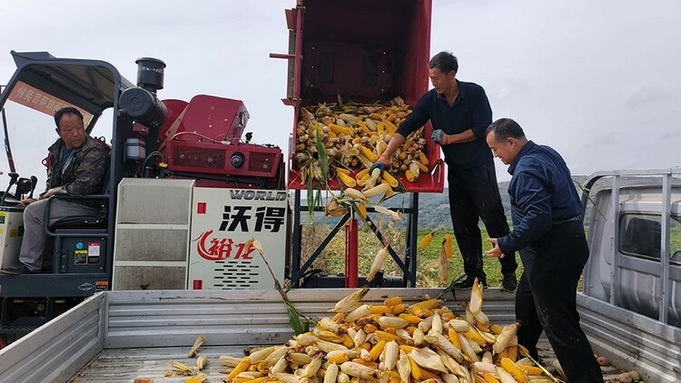 天水秦州：秋收秋播正當時 繪就農業好“豐”景_fororder_16