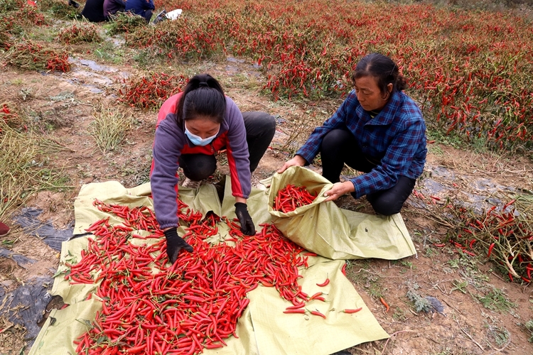 天水清水：朝天辣椒採摘忙 火紅産業助振興_fororder_圖片26