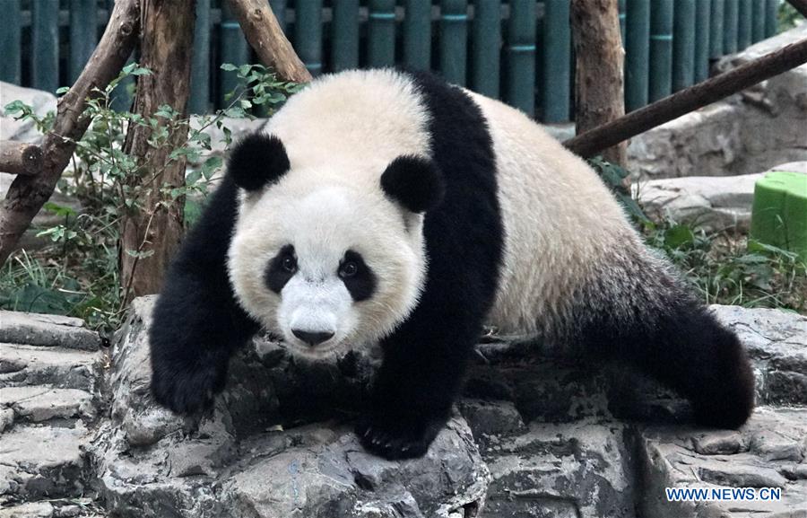 Giant panda twins debut in Beijing