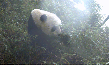 Interesting mukbang! Giant Panda Enjoys Meal Unfazed by Wind and Rain_fororder_圖片1