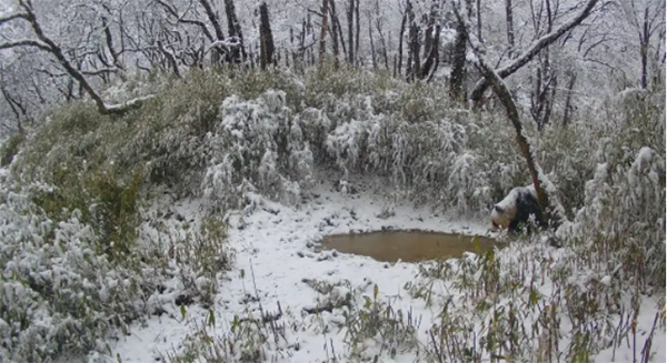 Wild Giant Panda Spotted Nine Times in Same Location in Chengdu Over 15 Days_fororder_圖片2