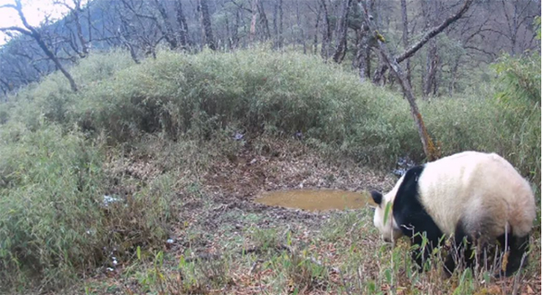 Wild Giant Panda Spotted Nine Times in Same Location in Chengdu Over 15 Days_fororder_圖片3