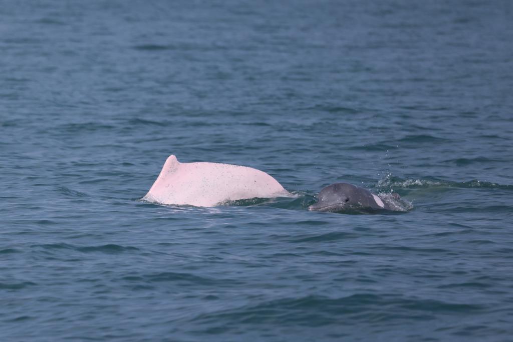 科研人員在海南島西南海域目擊到中華白海豚_fororder_2024012243cc7a5c69c8423fa1a6abf73318fd29_e08d0fd9435841bbbf6f677734ecb22e